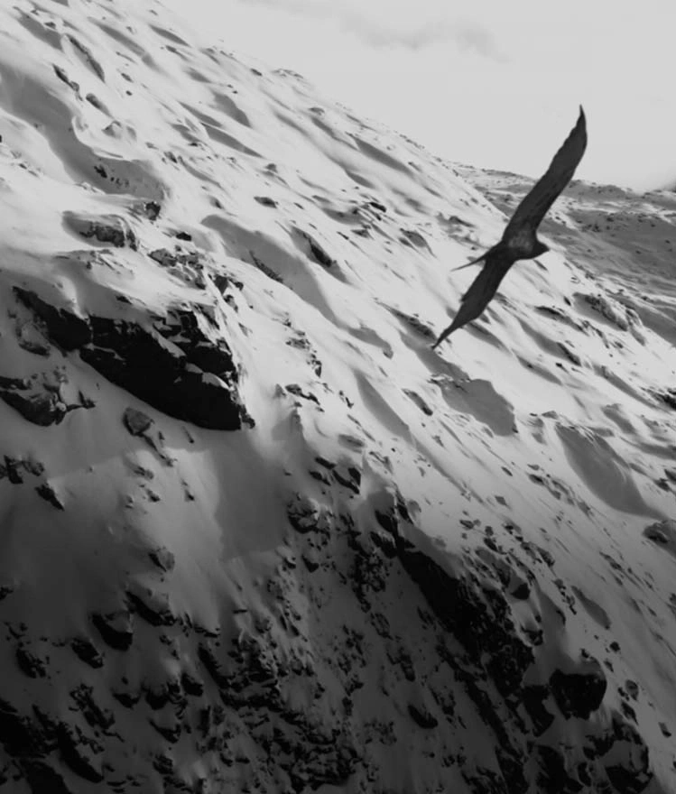 Zwart-wit afbeelding van een vogel die over een besneeuwde bergketen vliegt.