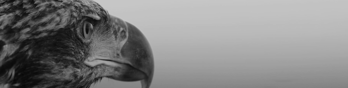 Close-up van een adelaarskop, oog en snavel in zwart-wit.