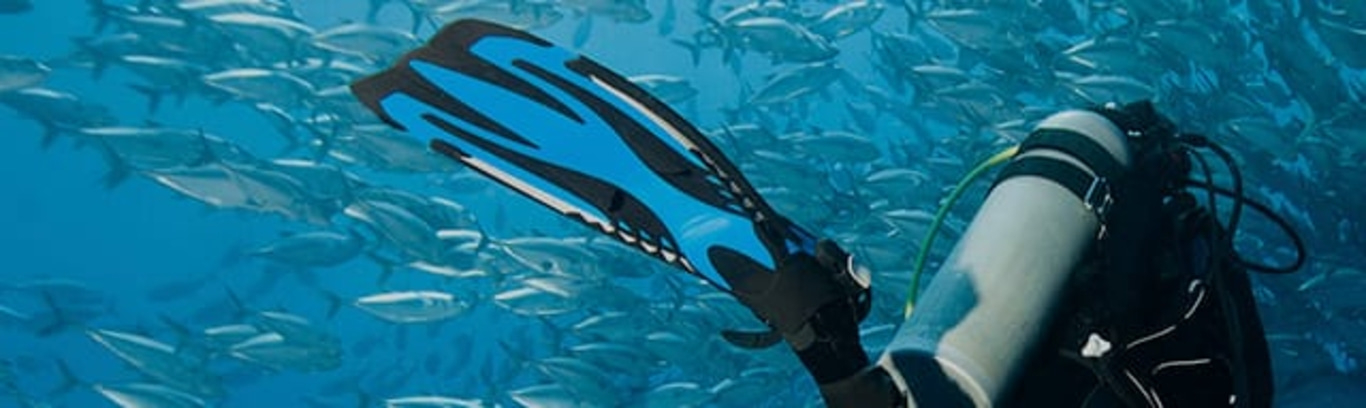 Duiker met blauwe vinnen in de oceaan met veel vissen die rondzwemmen.