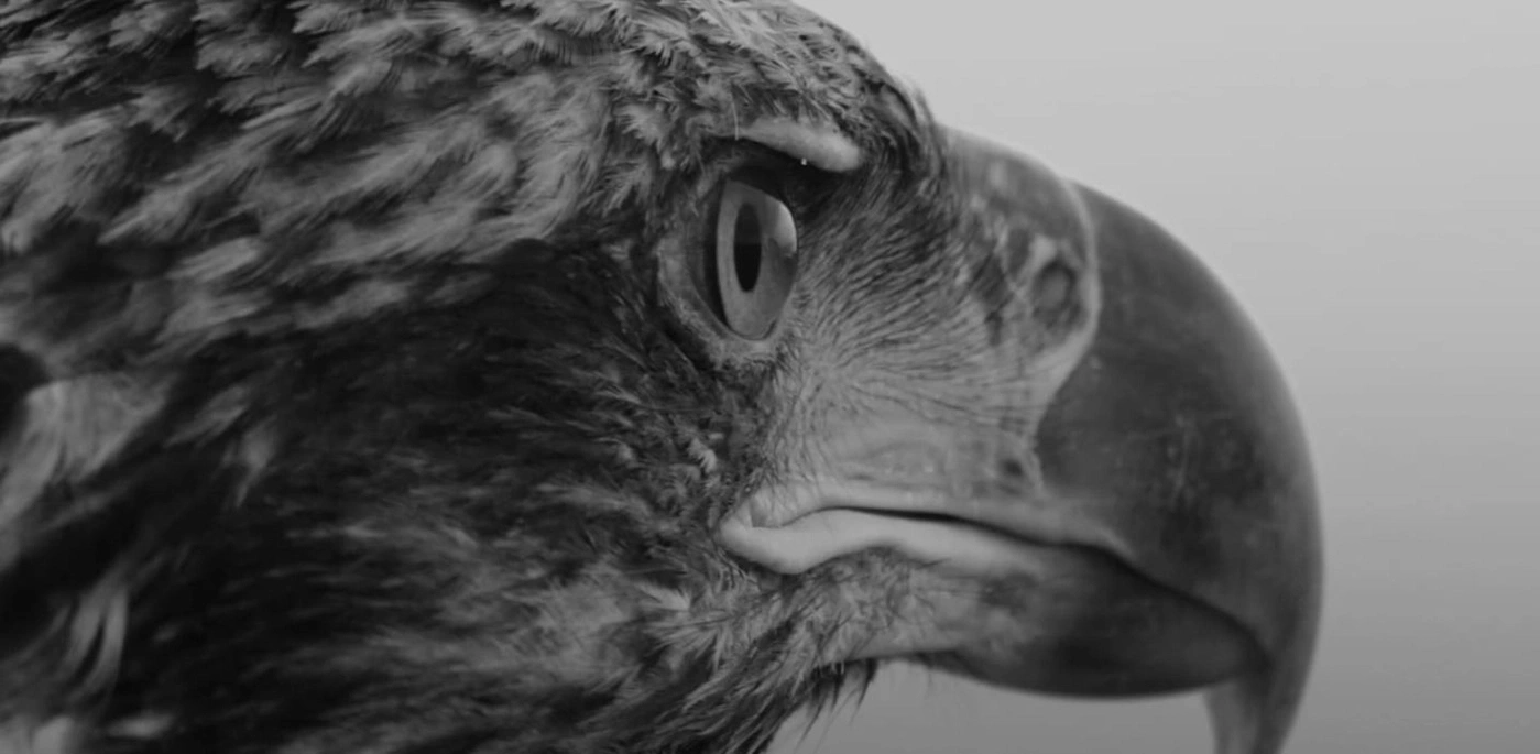 Close-up van een adelaarskop, oog en snavel in zwart-wit, kijkend opzij.