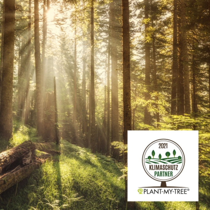 A serene forest scene with sunbeams filtering through tall trees, complemented by a "Klimaschutz Partner" (Climate Protection Partner) logo from Plant-My-Tree.
